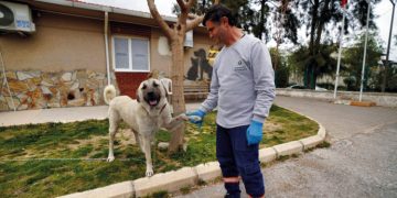 Depremzede köpek İzmir’de yaşayacak