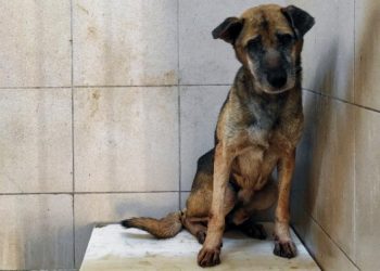 Gaziemir Belediyesi uyutulduğu öne sürülen köpek konusuna açıklık getirdi
