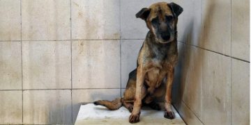 Gaziemir Belediyesi uyutulduğu öne sürülen köpek konusuna açıklık getirdi