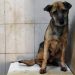 Gaziemir Belediyesi uyutulduğu öne sürülen köpek konusuna açıklık getirdi