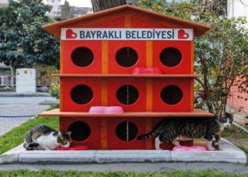 Bayraklı’da kedi evlerinin sayısı 20’ye yükseldi