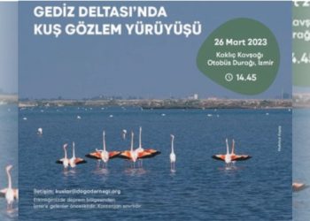 Gediz Deltası’nda kuş gözlem yürüyüşü.