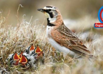 Ders Veren Masallar (4): TARLA KUŞU VE YAVRULARI