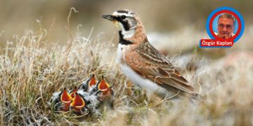 Ders Veren Masallar (4): TARLA KUŞU VE YAVRULARI