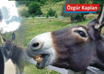 Eşek, cennetine gitti!