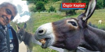 Eşek, cennetine gitti!