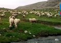 Çocukluk Düşleri