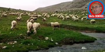 Çocukluk Düşleri