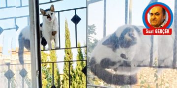Bakış…