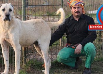 ….. VE&nbsp; , CESİ&nbsp;