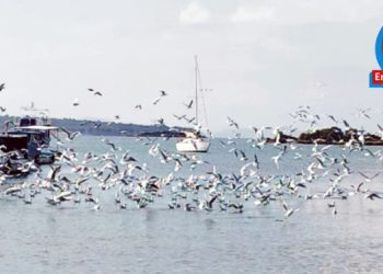 Engin GÖRÜŞ…