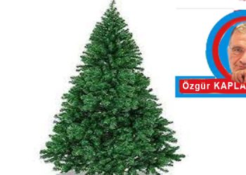 ÇAM AĞACI