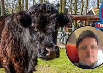 HOLLANDA’DA İNEĞE TECAVÜZ EDEN TÜRK SINIR DIŞI EDİLDİ