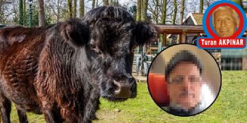 HOLLANDA’DA İNEĞE TECAVÜZ EDEN TÜRK SINIR DIŞI EDİLDİ