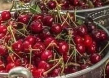 ÇEKİRDEKLERİ ÇÖP TORBASINA KOYMAYIN !!!