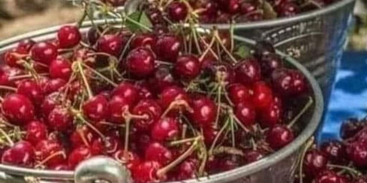 ÇEKİRDEKLERİ ÇÖP TORBASINA KOYMAYIN !!!