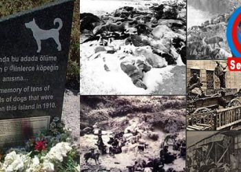 Datça’dan selam var…