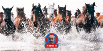 DOLU DİZGİN