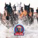 DOLU DİZGİN