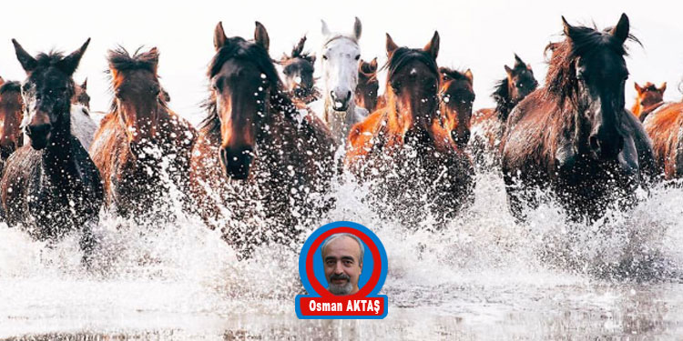 DOLU DİZGİN