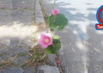 CEREYANDA KALMAYIN…