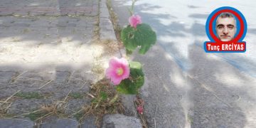 CEREYANDA KALMAYIN…