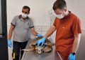 Körfez’deki  yaralı Caretta carettaya yardım eli