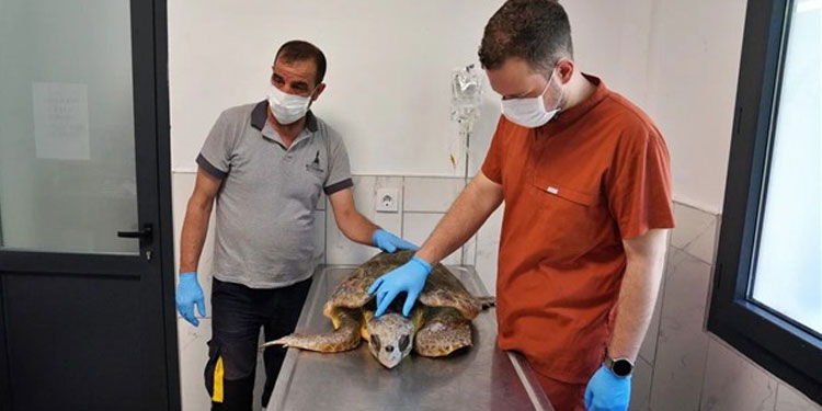 Körfez’deki yaralı Caretta carettaya yardım eli