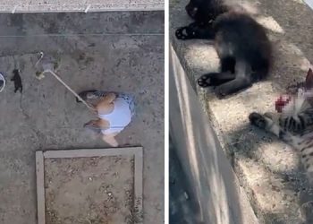 Manisa’da Vahşet: 3 Yavru Kedi Öldürüldü!