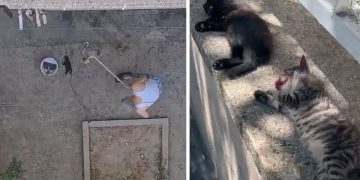 Manisa’da Vahşet: 3 Yavru Kedi Öldürüldü!