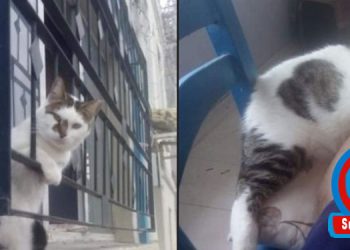 Görüş…