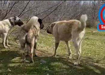 Görüş