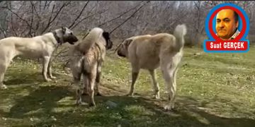 Görüş