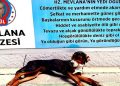 Köpek gibi yürüme günü: Führer, beyin, tıp