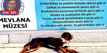 Köpek gibi yürüme günü: Führer, beyin, tıp