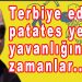Orhan’dan…dan…dan…