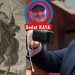 MECLİSTE BİR BEYGİR VAR