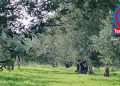 SOMA’DA ZEYTİN HASATI BİR BAŞKA…