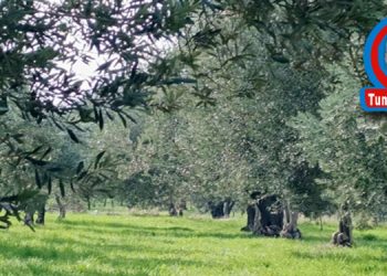 SOMA’DA ZEYTİN HASATI BİR BAŞKA…