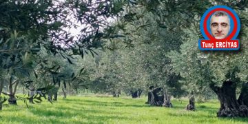 SOMA’DA ZEYTİN HASATI BİR BAŞKA…