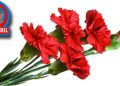 BİR MAYIS