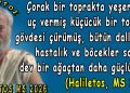 Haliletos’u dinle!…